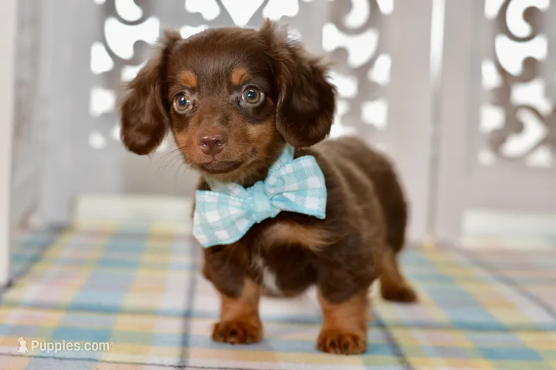 Noreen – Miniature Dachshund puppy for sale in Anderson, MO