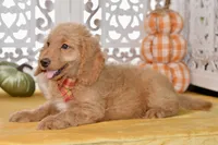 Jayce, a male Miniature Goldendoodle for sale in Anderson, MO – 3 of 8