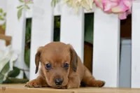 Harris, a male Dachshund for sale in Anderson, MO – 4 of 8