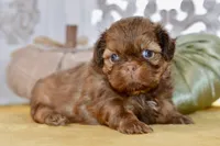Winston, a male Shih Tzu for sale in Anderson, MO – 3 of 8