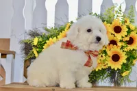 Glenn, a male Bichon Frise for sale in Anderson, MO – 4 of 8