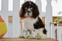 Robyn, a female Cocker Spaniel for sale in Anderson, MO – 8 of 8