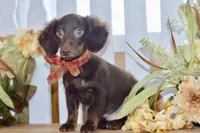 Drew, a male Miniature Dachshund for sale in Anderson, MO – 4 of 8