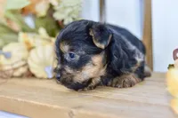 Everest, a male Silky Terrier for sale in Anderson, MO – 8 of 8