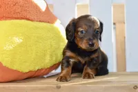 Gwen, a female Dachshund for sale in Anderson, MO – 8 of 8