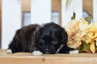 Polo, a female Shihpoo for sale in Anderson, MO – 2 of 8