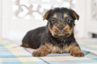 Frank, a male Silky Terrier for sale in Anderson, MO – 8 of 8