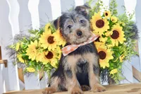 Frank, a male Silky Terrier for sale in Anderson, MO – 7 of 8
