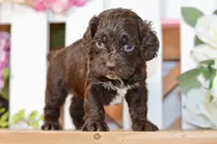 Claudia, a female Cockapoo for sale in Anderson, MO – 2 of 8