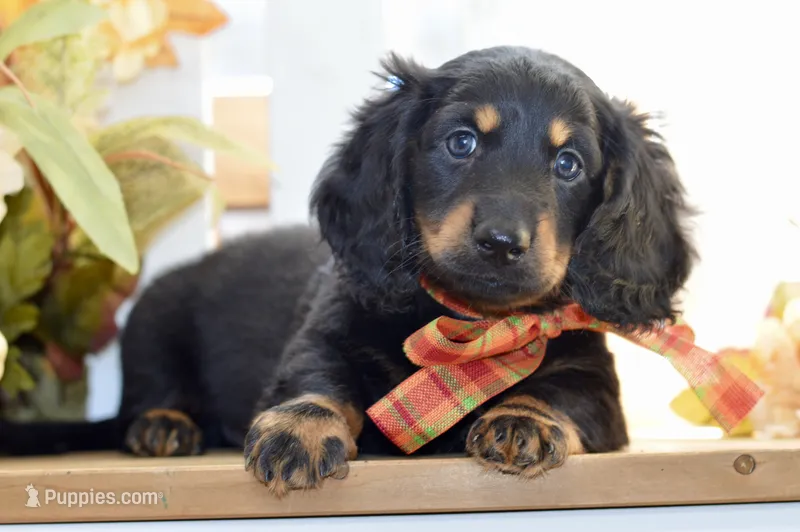 Marvin – Dachshund puppy for sale in Anderson, MO