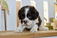Robyn, a female Cocker Spaniel for sale in Anderson, MO – 2 of 8