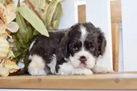 Russell, a male Cocker Spaniel for sale in Anderson, MO – 5 of 8