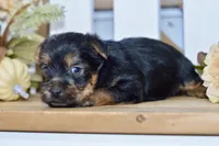 Everest, a male Silky Terrier for sale in Anderson, MO – 6 of 8