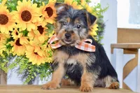 Fern, a female Silky Terrier for sale in Anderson, MO – 7 of 8
