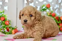 Jared, a male Miniature Goldendoodle for sale in Anderson, MO – 3 of 7