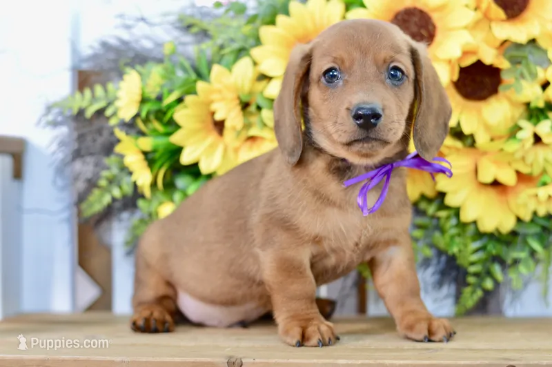 Harris – Dachshund puppy for sale in Anderson, MO