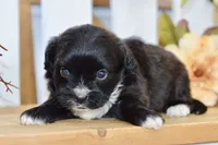 Pearl, a female Shihpoo for sale in Anderson, MO – 7 of 8