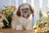 Brett, a male Shih Tzu for sale in Anderson, MO – 5 of 8