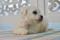 Gilbert, a male Bichon Frise for sale in Anderson, MO – 5 of 8
