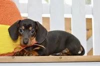 Sofie, a female Miniature Dachshund for sale in Anderson, MO – 4 of 8