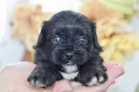 Paige, a female Shihpoo for sale in Anderson, MO – 9 of 9
