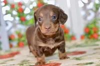 Luna, a female Miniature Dachshund for sale in Anderson, MO – 6 of 8