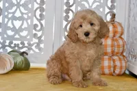 Jake, a male Miniature Goldendoodle for sale in Anderson, MO – 4 of 8