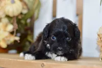 Polo, a female Shihpoo for sale in Anderson, MO – 6 of 8