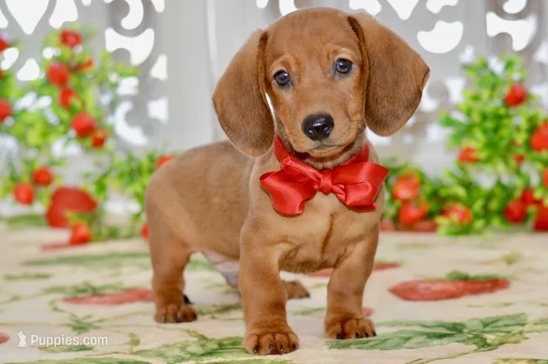 Harris – Dachshund puppy for sale in Anderson, MO