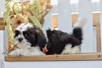 Kiara, a female Shih Tzu for sale in Anderson, MO – 6 of 8