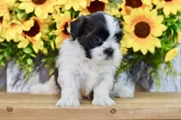 Kiara, a female Shih Tzu for sale in Anderson, MO – 4 of 8