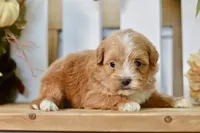 Polly, a female Shihpoo for sale in Anderson, MO – 4 of 8