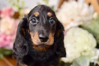 Able, a male Miniature Dachshund for sale in Anderson, MO – 5 of 8