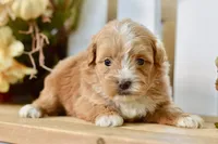 Polly, a female Shihpoo for sale in Anderson, MO – 7 of 8