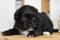 Paige, a female Shihpoo for sale in Anderson, MO – 2 of 9