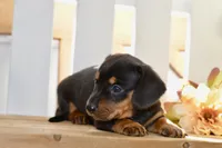 Sofie, a female Miniature Dachshund for sale in Anderson, MO – 4 of 8
