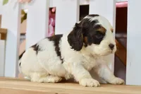 Caleb, a male Cockapoo for sale in Anderson, MO – 6 of 6