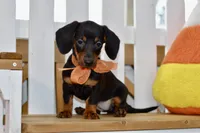 Sybel, a female Miniature Dachshund for sale in Anderson, MO – 6 of 8