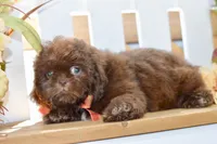 Kaycee, a female Shih Tzu for sale in Anderson, MO – 4 of 8