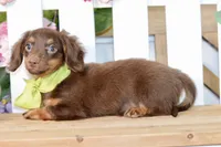 Nash, a female Miniature Dachshund for sale in Anderson, MO – 2 of 8