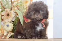 Kaycee, a female Shih Tzu for sale in Anderson, MO – 6 of 8