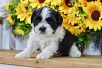 Kiara, a female Shih Tzu for sale in Anderson, MO – 7 of 8
