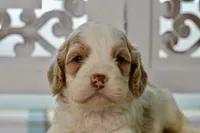 Charles, a male Cockapoo for sale in Anderson, MO – 5 of 8