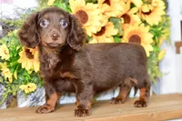 Drew, a male Miniature Dachshund for sale in Anderson, MO – 2 of 8
