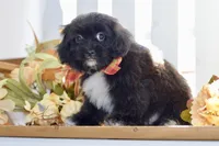 Polo, a female Shihpoo for sale in Anderson, MO – 9 of 10