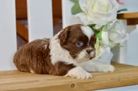 Banks, a male Shih Tzu for sale in Anderson, MO – 5 of 8