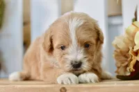 Penny, a female Shihpoo for sale in Anderson, MO – 1 of 8