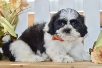 Kiara, a female Shih Tzu for sale in Anderson, MO – 3 of 8