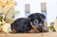 Easton, a male Silky Terrier for sale in Anderson, MO – 8 of 8