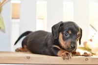 Sybel, a female Miniature Dachshund for sale in Anderson, MO – 2 of 8
